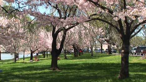 Cherry-Blossoms-Fill-This-Park-In-Washington-Dc-With-Beauty