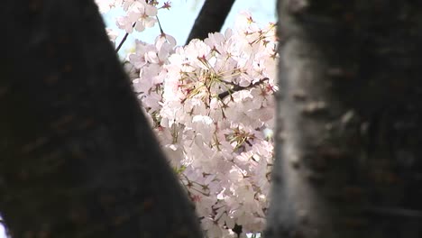 Die-Kamera-Schwenkt-über-Einen-Baum-Voller-Wehender-Kirschblüten