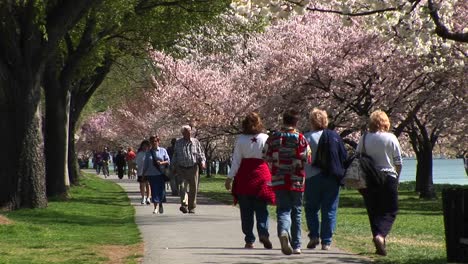 Tourists-Walk-Down-A-Path-Lined-With-Cherry-Blossoms-In-Washington-Dc