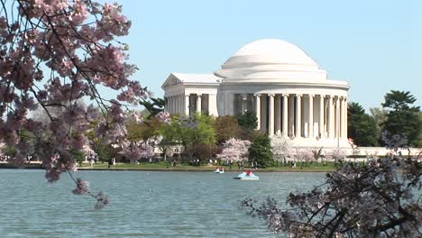 The-Jefferson-Memorial-In-Washington-Dc-Is-Framed-By-Branches-Full-Of-Cherry-Blossoms