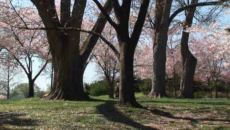A-Couple-Walks-Through-A-Beautiful-Park-Full-Of-Cherry-Blossoms