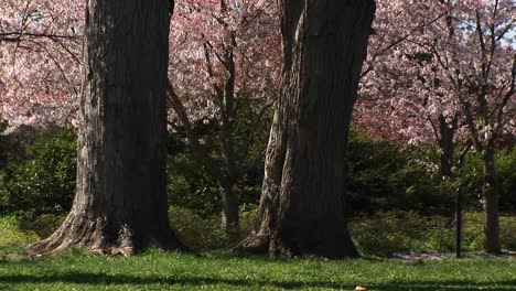 Cherry-Blossoms-Gently-Fall-To-The-Ground