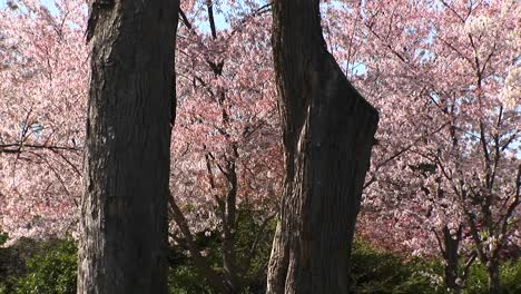 Die-Kamera-Schwenkt-Langsam-Die-Stämme-Zweier-Großer-Bäume-Und-Im-Hintergrund-Sind-Wunderschöne-Kirschblüten-Zu-Sehen