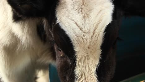 In-This-Extreme-Closeup-A-White-And-Brown-Spotted-Dairy-Cow-Suddenly-Becomes-Camerashy