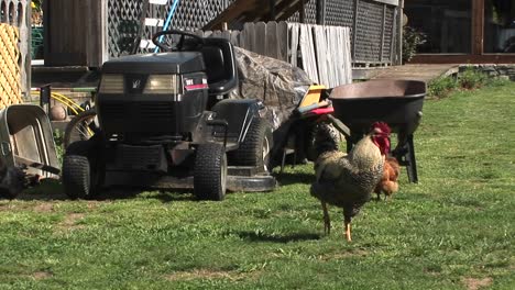 A-Rooster-Keeps-Watch-On-A-Lawn-In-Front-Of-A-Farmer\'S-Equipment-Pile