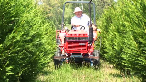 Ein-Mann-Auf-Einem-Kleinen-Traktor-Bahnt-Sich-Seinen-Weg-Zwischen-Zwei-Hohen-Hecken