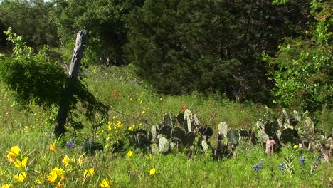 Mediumshot-Of-A-Field-With-Texas-Wildflowers-And-Cacti