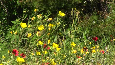 Mittlerer-Schuss-Von-Gelben-Und-Roten-Texas-Wildblumen,-Die-Sich-Im-Wind-Wiegen