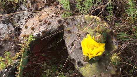 Closeup-Of-A-Yellow-Texas-Cactus-Flower