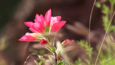 Nahaufnahme-Einer-Rosa-Texas-Wildflower