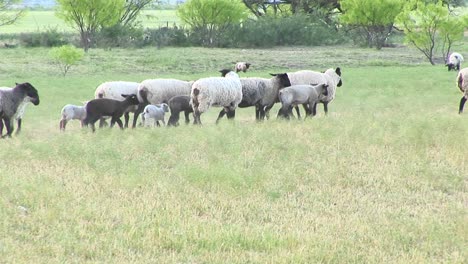 Followingshot-Of-A-Flock-Of-Sheep