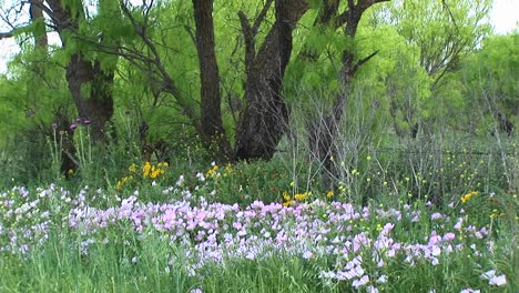Mediumshot-Of-Pink-And-Yellow-Texas-Wildflowers