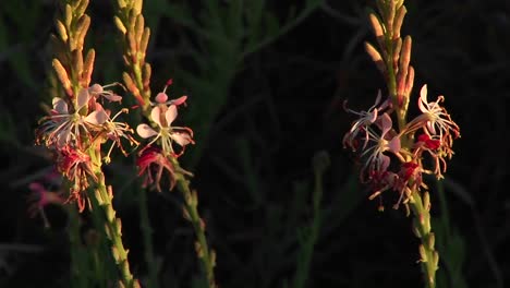 Nahaufnahme-Von-Texas-Wildblumen,-Die-Sich-Im-Wind-Bewegen-1