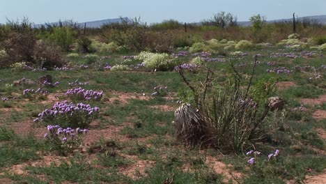 Mittlerer-Schuss-Von-Texas-Wildblumen,-Die-Auf-Dem-Wüstenboden-Blühen
