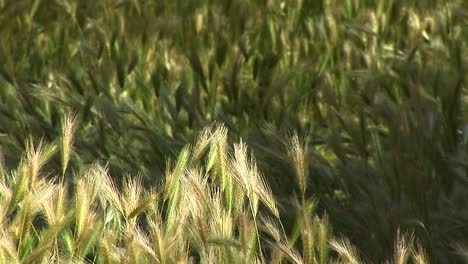 Closeup-Of-Wheat-Growing-In-Canyon-De-Chelly