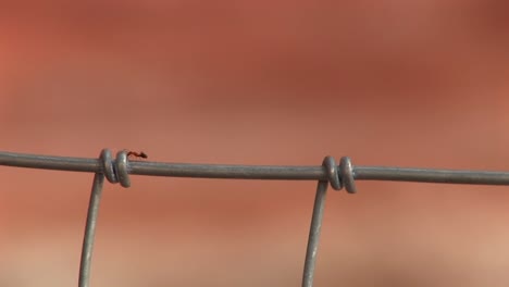 Closeup-Of-An-Ant-Crawling-On-A-Wire-Fence