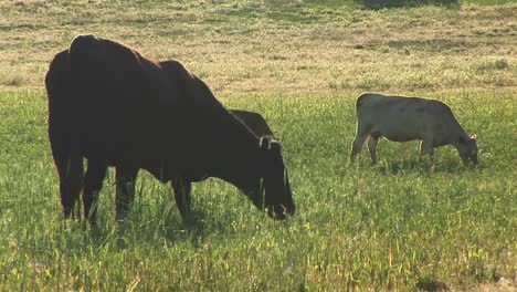 Plano-Medio-De-Vacas-Y-Terneros-Pastando-En-Un-Rancho-De-Utah