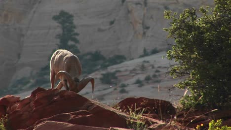 A-Bighorn-Sheep-Stands-Proudly-On-A-Cliff