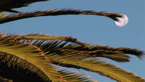 Medium-Shot-The-Branches-Of-A-Palm-Tree-In-Front-Of-A-Daytime-Moon