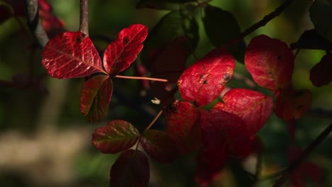 Closeup-Of-Red-Poison-Oak-Leaves-Swaying-In-The-Breeze