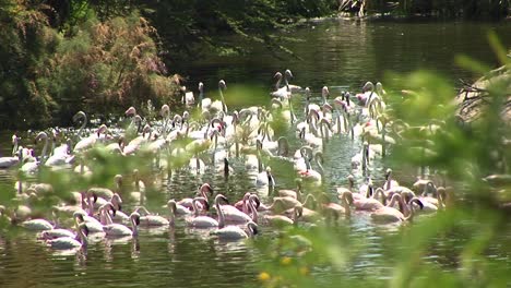 Totale-Einer-Herde-Flamingos,-Die-Sich-Im-Wasser-Versammeln