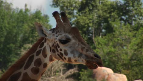 Closeup-Headshot-Of-A-Giraffe-Chewing