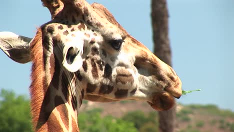Closeup-Headshot-Of-A-Giraffe-Chewing-On-A-Leaf