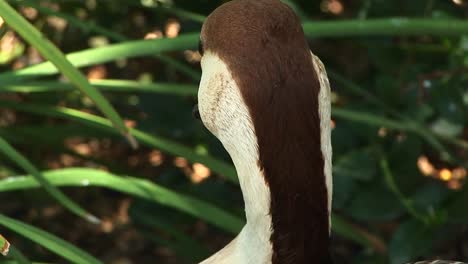 Closeup-Headshot-Of-A-An-African-Goose-Sitting-Among-The-Reeds