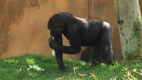 Mittlere-Aufnahme-Eines-Gorillas,-Der-Eine-Banane-In-Einer-Geschlossenen-Grasfläche-Isst