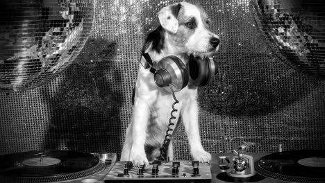 Dog-DJ-4K-00-01