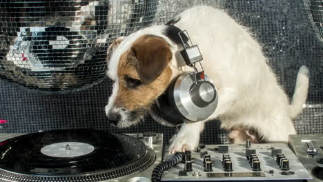 Hund-Dj-4k-06