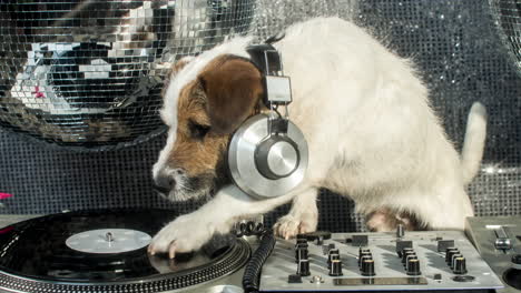 Dog-DJ-4K-08