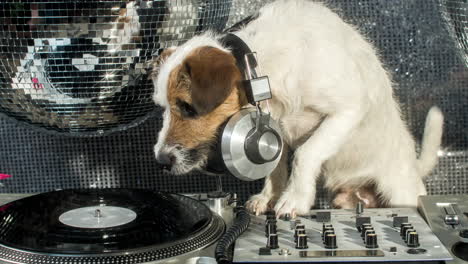 Dog-DJ-4K-09