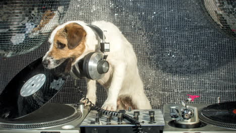 Dog-DJ-4K-15