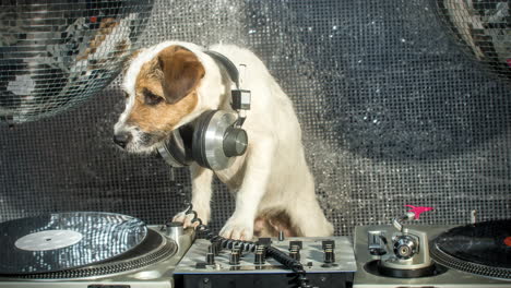 Hund-Dj-4k-16