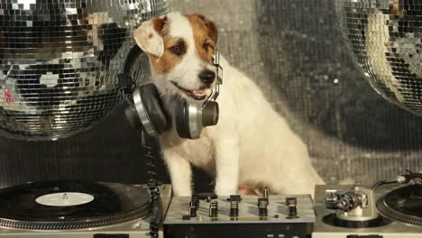 Dog-DJ-4K-28