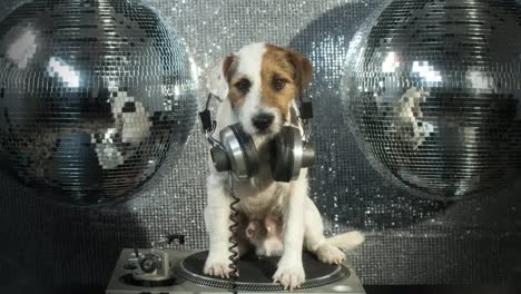 Dog-DJ-4K-33