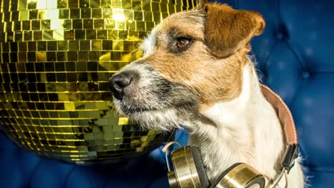 Hund-Gold-Disco-4k-05