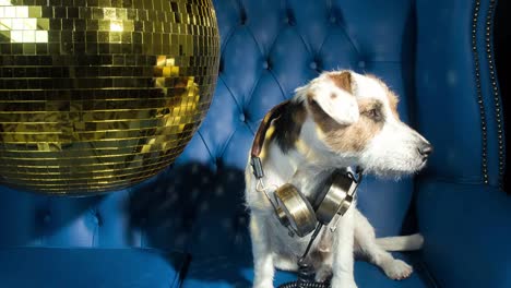 Hund-Gold-Disco-4k-10