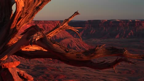 Mittlerer-Schuss-Eines-Toten-Baumstumpfes-Im-Canyonlands-Nationalpark