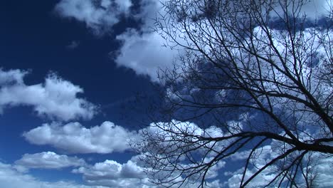 Medium-Shot-Of-Cloudfilled-Skies-Above-A-Leafless-Tree-Shaking-In-Gentle-Wind