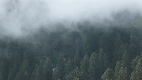 Vogelperspektive-Eines-Pinienwaldes,-Sanft-Von-Einem-Sich-Langsam-Bewegenden-Nebel-Verhüllt
