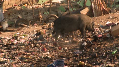 Un-Cerdo-Busca-Alimento-En-Un-Basurero.