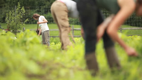 People-work-in-a-community-garden