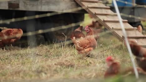 Chickens-are-seen-on-a-farm-through-barbed-wire