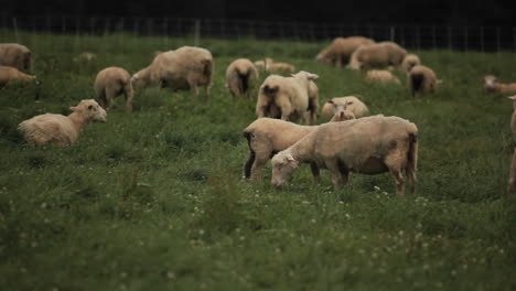 Schafe-Grasen-Auf-Den-Feldern