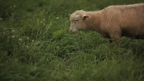 Schafe-Weiden-Auf-Den-Feldern-1