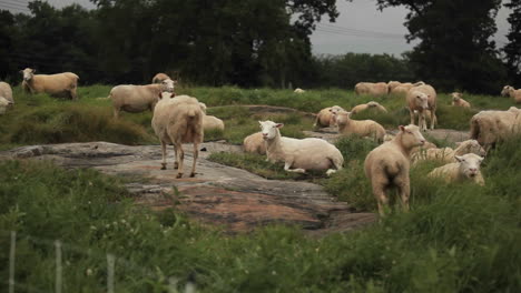 Schafe-Grasen-Auf-Den-Feldern-2