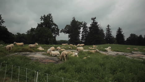 Viele-Geschorene-Schafe-Sitzen-Auf-Den-Feldern