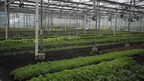 Interior-of-a-greenhouse